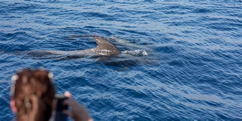 royal delfin  horas excursion desde el sur