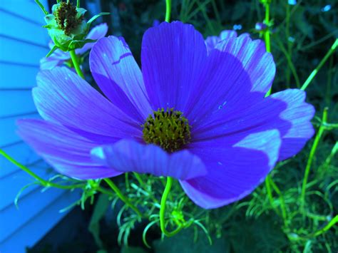 blue cosmos  michaline adela bak  px cosmos blue flowers macro