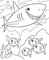 Shark Kleurplaat Moeilijk Haai Crayola Sharks Downloaden sketch template