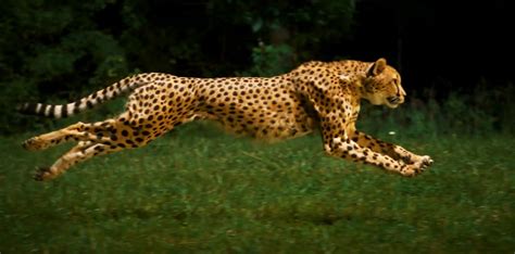 incredible slow motion film captures cheetahs running  mph