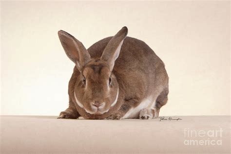 rhett  castor red mini rex rabbit photograph  bright eyes studio fine art america