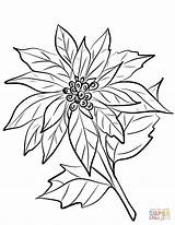 Poinsettia Drawing Flower Christmas Coloring Pages Drawings Line Sheets Choose Board sketch template