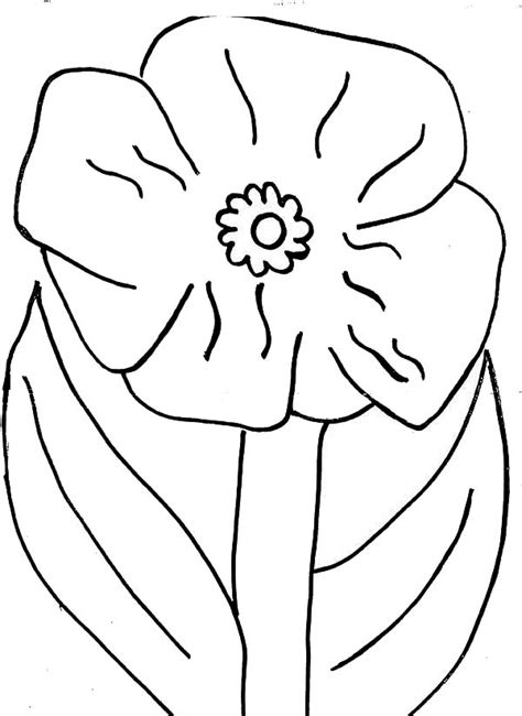 poppy flower picture coloring page color luna