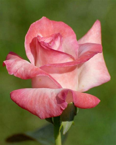 linda rosa beautiful flowers beautiful roses love rose