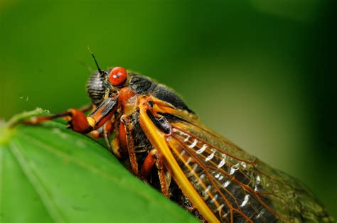 Brooding Among The Cicadas The Washington Post