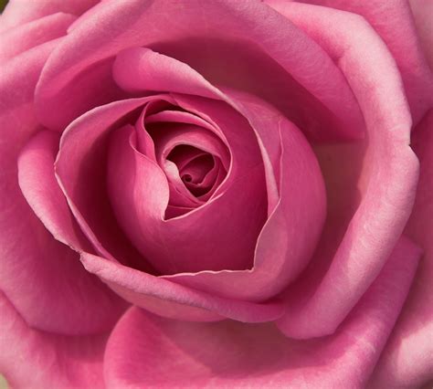 pink rose stock photo freeimagescom