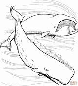 Coloring Pages Sperm Whales Bowhead Printable sketch template