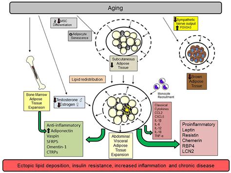 frontiers the impact of aging on adipose function and adipokine