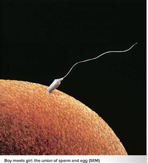 does a sperm always reach an egg quora