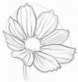 Drawing Flowers Pencil Beginners Step Sketch Easy Draw Things Flower Learn Sketches Getdrawings Graphite Shading Tutorials Tagged Paintingvalley Lessons Resolution sketch template