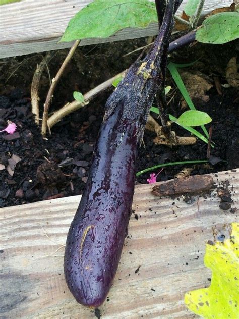 japanese eggplant living   land eggplant growing