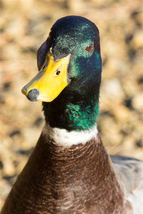 mallard duck  stock photo public domain pictures