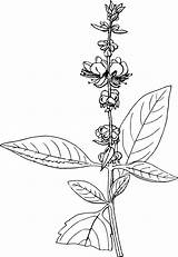 Basil Drawing Tulsi Clipart Leaf Plant Leaves Getdrawings American Big Drawings Paintingvalley Webstockreview Pluspng sketch template