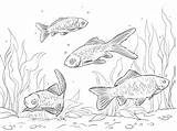 Coloring Pages Goldfish Comet Goldfishes Drawing Crucian Template sketch template