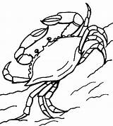 Crab Coloring Pages Printable Crabs Kids sketch template