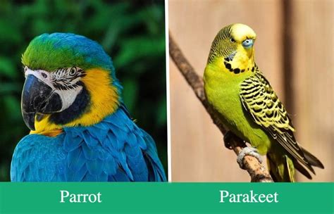 parrot  parakeet vlrengbr