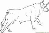 Bull Coloring Pages Spanish Bucking Fighting Kids Printable Drawing Bulls Draw Color Outline Realistic Ox Drawings Sheets Ongole Getcolorings Coloringpages101 sketch template