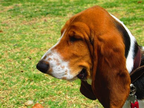 Beagle Vs Basset Hound Barkblaster