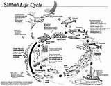 Salmon Life Cycle Kids Ecosystems Ecosystem Cycles Choose Board sketch template
