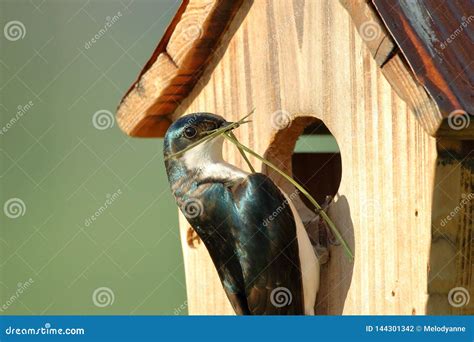 nesting tree swallow stock photo image  green material