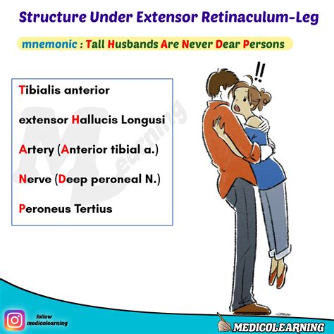 structures  extensor retinaculum mnemonic medicolearning