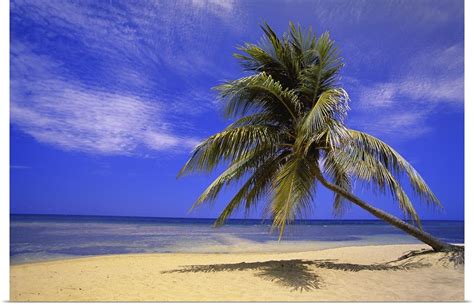 View Of Ocean From Beach With Palm Tree Montego Bay Jamaica Poster