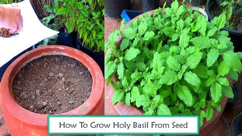 grow holy basil  seeds youtube