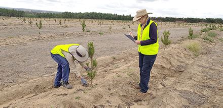 timberbiz clonal seed orchard  wa