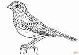 Coloring Sparrow Vesper Pages sketch template