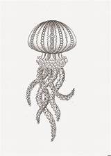 Jellyfish Zentangle Kwok Efie Gemaakt Liefst Hem Vond Prachtig Daarom Kwallen Tekening Kiezen sketch template