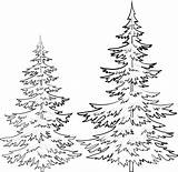 Evergreen Drawing Tree Outline Line Fir Getdrawings sketch template