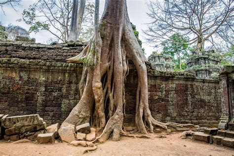 Exploring Ta Prohm Cambodia A Photojourney Earth Trekkers