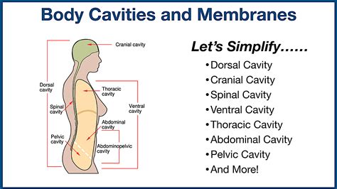 body cavities  organs
