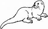 Otter Coloring Pages Sea Printable Template Color Drawing sketch template