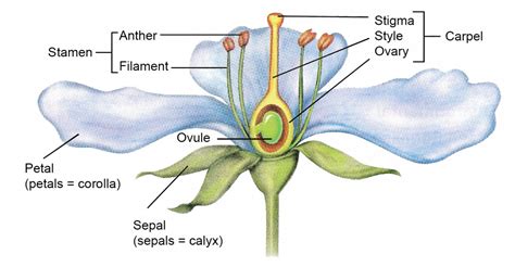 plant reproduction the a level biologist your hub