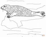 Seal Coloring Leopard Harbor Pages Seals Print Color Kids Drawing Printable sketch template