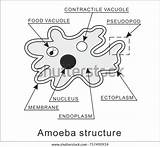 Amoeba sketch template