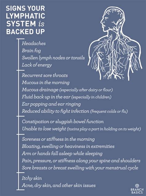 branch basics signs your lymphatic system is backed up