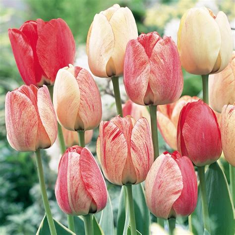 Tulipe Conseils De Plantation Et Entretien