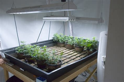 grow room setup  green hand