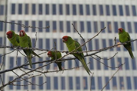 10 reasons why getting a parrot is really bad worldatlas