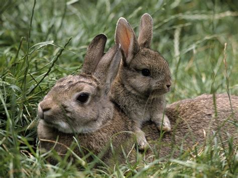 bunny baby bunnies photo  fanpop