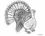 Turkey Coloring Bird Pages Printable Getcolorings Color sketch template