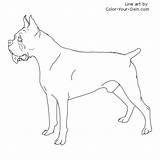 Boxer Dog Standing Drawing Coloring Line Color Pages Drawings Puppy Own Paintingvalley sketch template