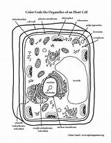 Organelles Exploringnature Homeschooldressage sketch template