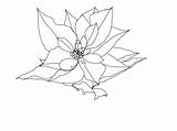Line Poinsettia Drawing Paintingvalley Coloring sketch template