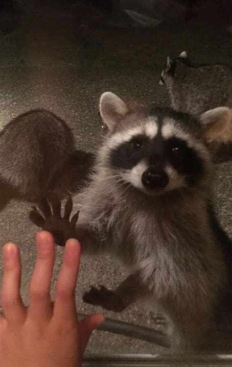 This Woman Gets Visited By A Group Of Raccoons Every Day