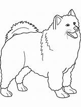 Samoyed Coloriage Printables Honden Hond Colorier Husky Imprimé sketch template