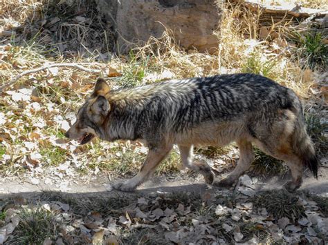 mexican gray wolf slowly making     texas borderzine