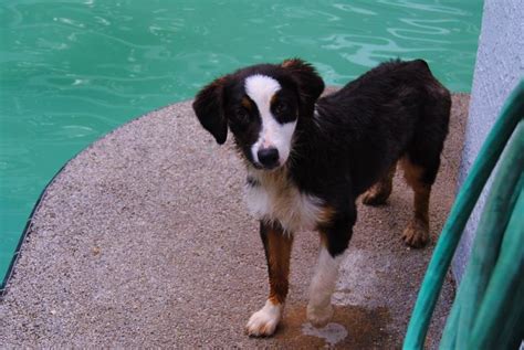 shamrock rose aussies ﻿﻿﻿ welcome to shamrock rose